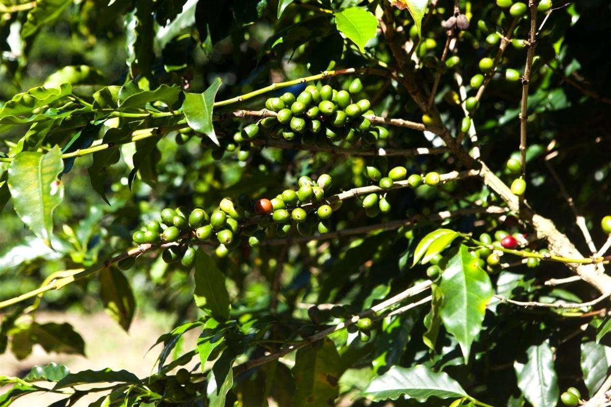 Recanto Dos Cafezais Bueno Brandão エクステリア 写真